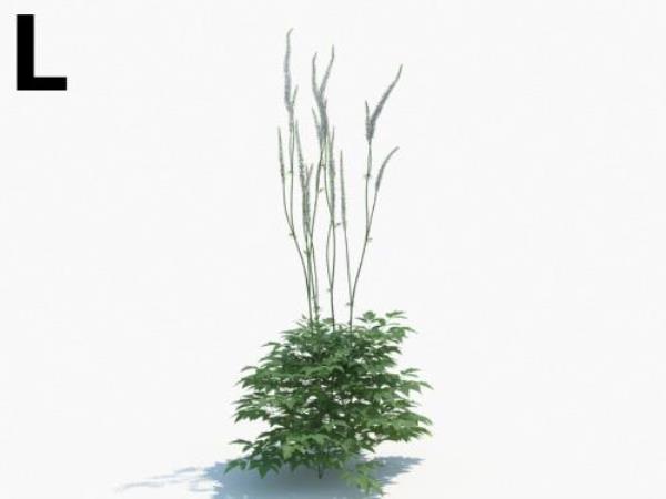 Plant 3D Model - دانلود مدل سه بعدی گیاه - آبجکت سه بعدی گیاه - دانلود آبجکت سه بعدی گیاه - دانلود مدل سه بعدی fbx - دانلود مدل سه بعدی obj -Plant 3d model free download  - Plant 3d Object - Plant OBJ 3d models - Plant FBX 3d Models - بوته  - bush